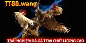 Đá Gà TT88 – Trải Nghiệm Cá Cược Đỉnh Cao - Kịch Tính 7 Trải Nghiệm Đá Gà TT88 Chất Lượng Cao