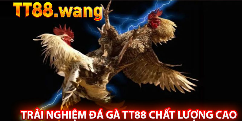 Đá Gà TT88 – Trải Nghiệm Cá Cược Đỉnh Cao - Kịch Tính 2 Trải Nghiệm Đá Gà TT88 Chất Lượng Cao